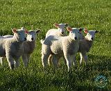 Lambs 8T014D-06